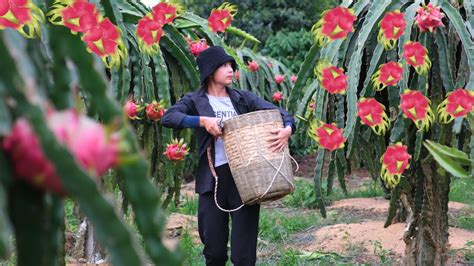 Harvest Dragon Fruit Garden Goes To Market Sell Cooking Farm Youtube