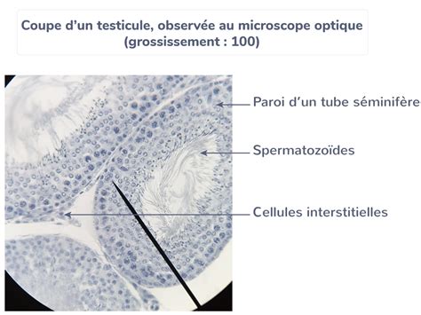 L Gender Une Coupe De Tube S Minif Re Observ E Au Microscope Nde