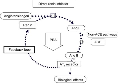 Direct Renin Inhibition Acts At The Point Of Activation Of The Renin