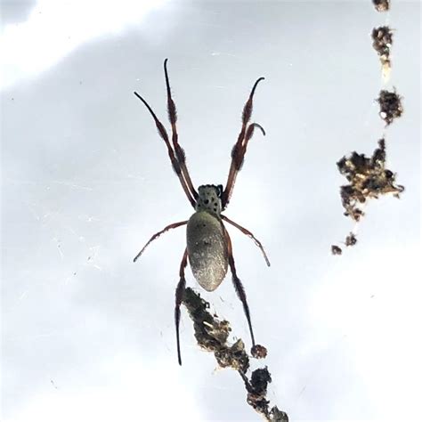 Australian Golden Orbweaver From Dandenong Rd Clayton Vic Au On