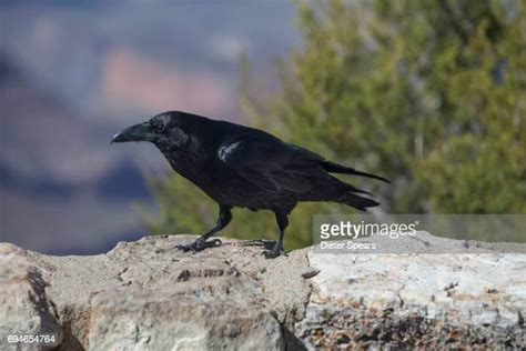 295 Black Crow Bird Stock Photos High Res Pictures And Images Getty