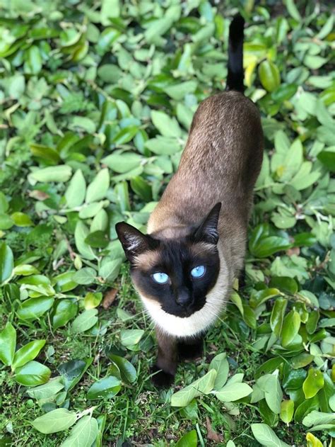 Ranking las 5 razas de GATOS MÁS CARIÑOSAS con sus dueños