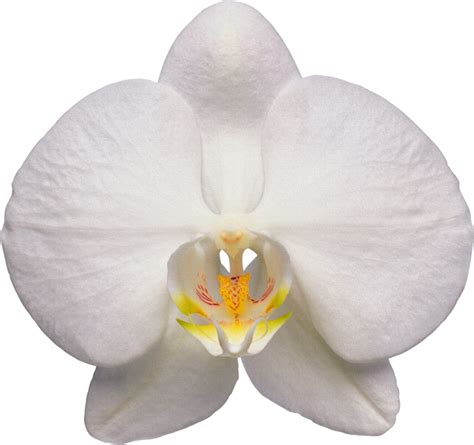 Orchid Transparent Free Png