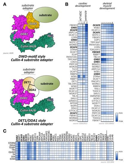 Ijms Free Full Text The Role Of Cullin Ring Ligases In Striated