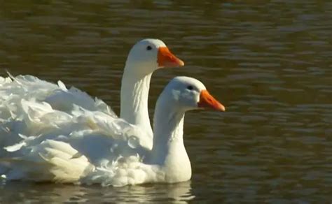 Sebastopol Goose Easy Care Guide - The Poultry Feed