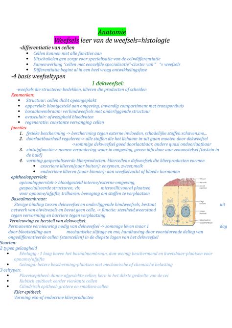 Samenvatting Weefsels Anatomie Weefsels Leer Van De Weefsels