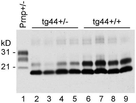 Detection Of PrPres By Immunoblot Using Monoclonal Antibody