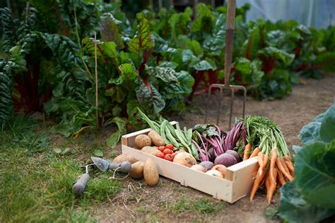 Mantotierra Microferme en permaculture agroforesterie Joyeuse Ardèche