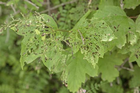 9 Cucumber Pests You Need To Watch Out For