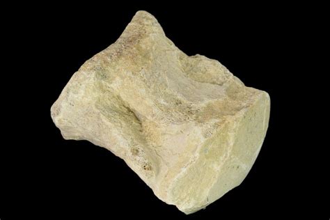 2" Fossil Mosasaur (Platecarpus) Caudal Vertebra - Kansas (#139325) For Sale - FossilEra.com