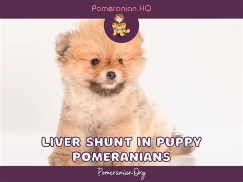 What Are The Symptoms Of Liver Shunt In Dogs