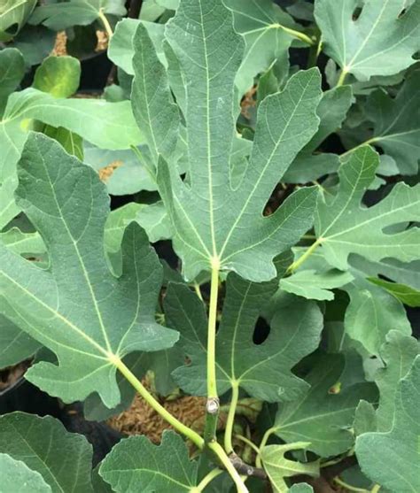 Ficus Carica Var Napolitana Blanche Figuier Rustique Et Productif Au