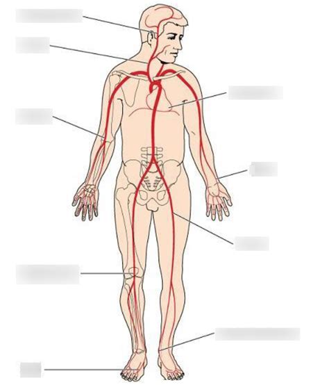 Pulse Points Diagram Quizlet