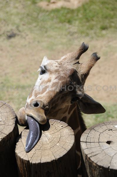 Wildlife World Zoo - Phoenix, AZ - 2009 - kdwfirephotos