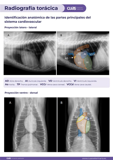 Principios B Sicos De La Radiograf A Tor Cica En Veterinaria