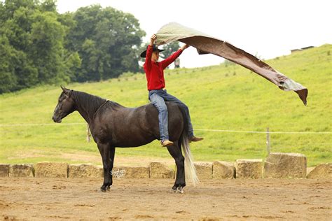 Daytona – Buckeye Acre Farm | Versatile| Safe | AQHA