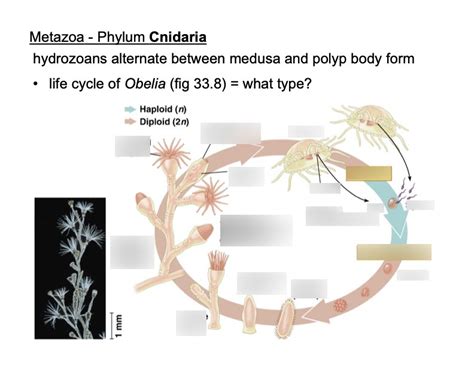 Cnidaria Life Cycle Diagram | Quizlet