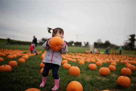 Best Pumpkin Patches In Minnesota To Visit Bigos Explorer