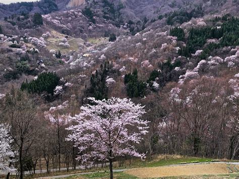 【2020】 Cherry Blossom Forecast in Nagano-Best 10 Festival Spots ...