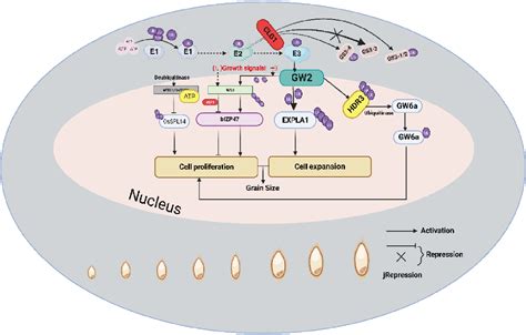 Figure From Regulatory Mechanism And Molecular Genetic Dissection Of