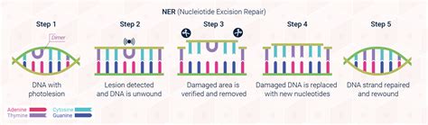 Dna Repair Communiqu I Clinuvel