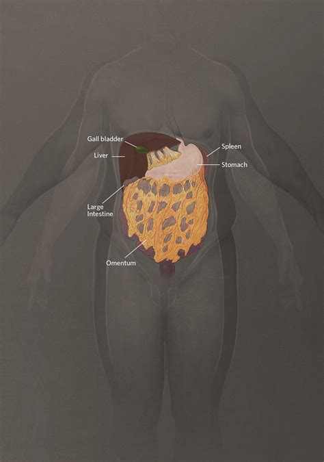 Infographic: The Omentum's Role in Health and Disease | The Scientist Magazine®