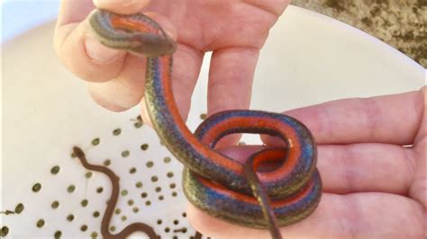 Herping Minnesota Catching Red Bellied Snakes YouTube