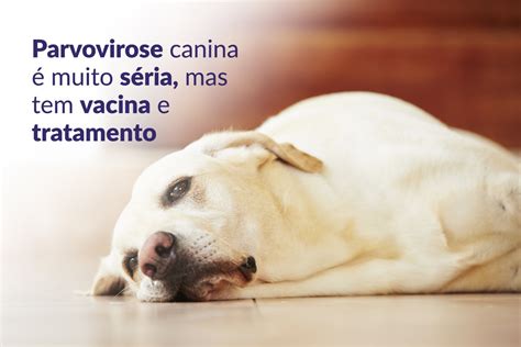 Parvovirose canina é muito séria mas tem vacina e tratamento