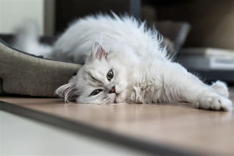 Silver Persian Cats The Rarest Gem Of The Cat World