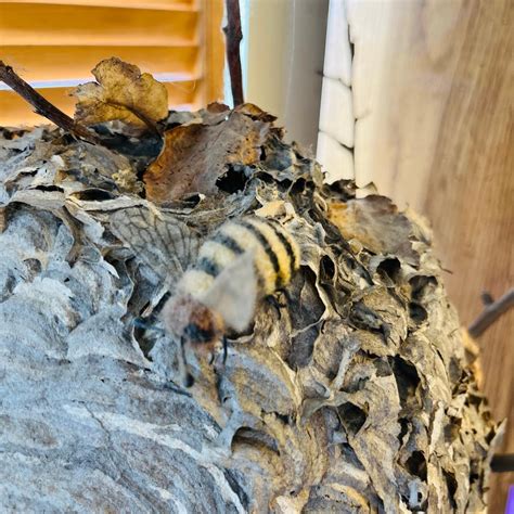 Yellow Jacket Wasp nest on Branch | EstateSales.org