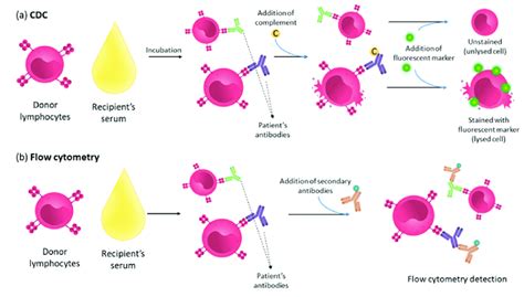 Assays Detecting Anti Hla Antibodies A Cdc Recipients Serum Is