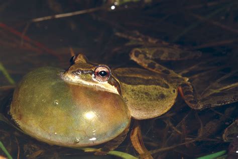 Pacific Chorus Frogs Use Their Famous Calls to Stake Out Territory