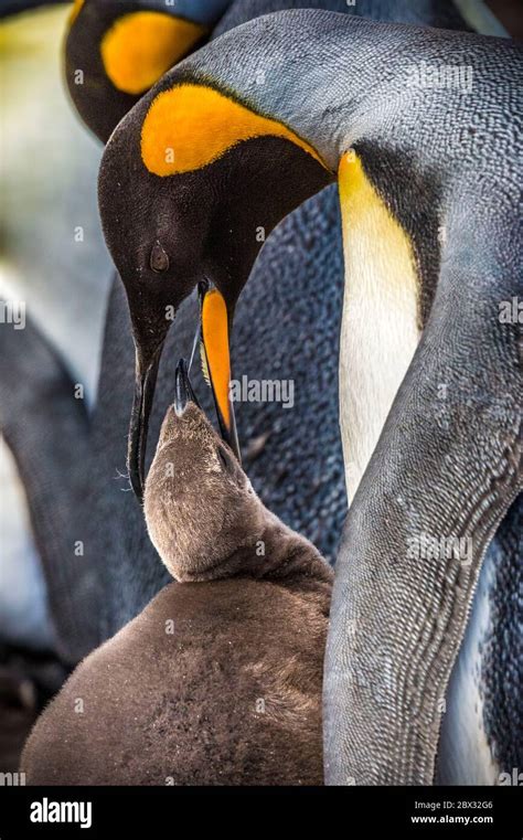 Islas Malvinas Isla Saunders colonia de pingüinos rey Aptenodytes