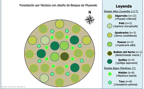 El Avance Del M Todo Miyawaki Los Mini Bosques De R Pido Crecimiento