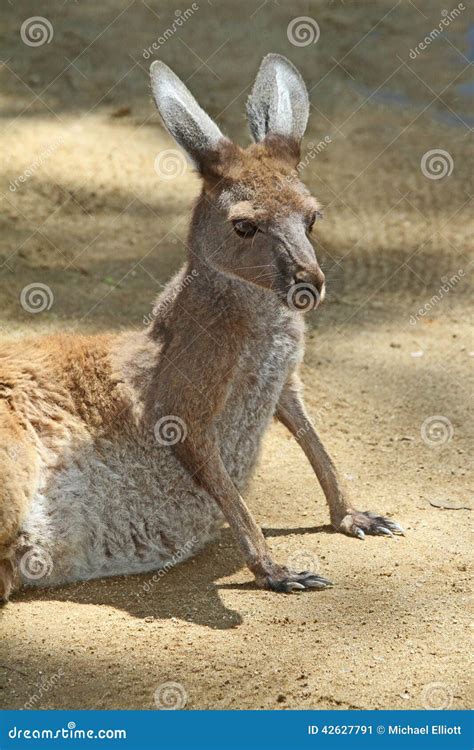 Kangaroo Stock Photo - Image: 42627791