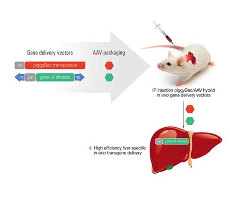 In Vivo Liver Gene Delivery Hera Biolabs