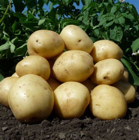 Продам картофель в свежим виде — Agro-Uzbekistan
