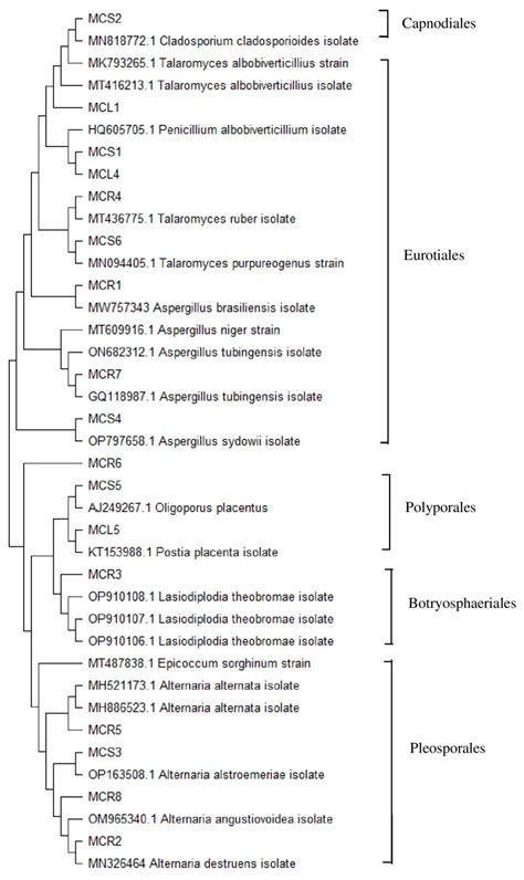 Molecules Free Full Text Diversity Antimicrobial Antioxidant And