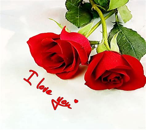 Red Rose I Love You Wallpaper