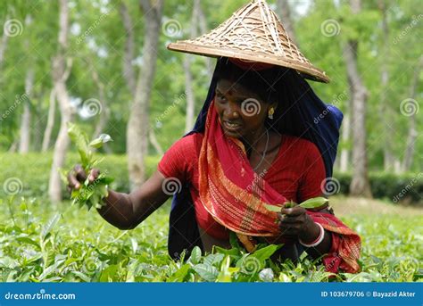 Tea Garden at Sylhet, Bangladesh Editorial Photo - Image of cultivate ...