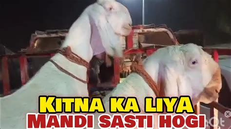 Live Soda Kitne Ka Liya Mandi Sasti Hogi Qurbani Bakra Eid