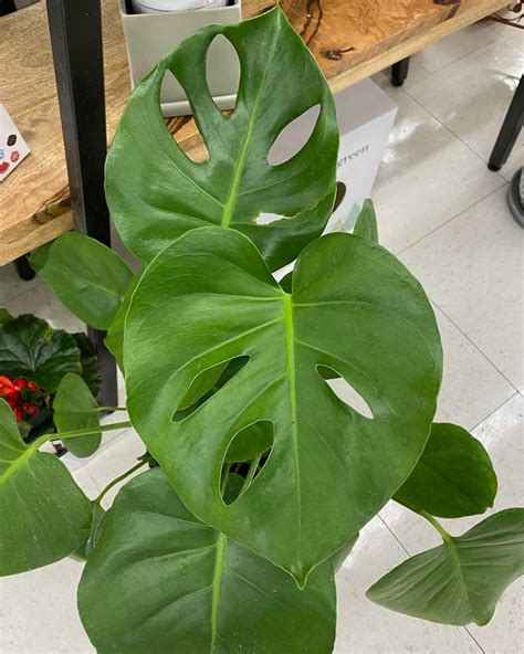 Split Leaf Philodendron Duvall Hardware And Garden