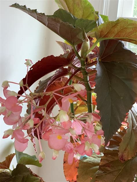 Autumn Begonia Plant Live Red Begonia Indoor House Plant