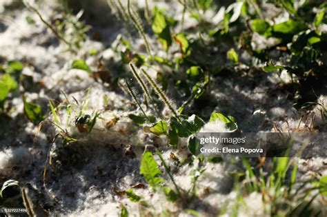 Season Allergy Concept Cottonwood Tree Seeds Against Vibrant Green ...