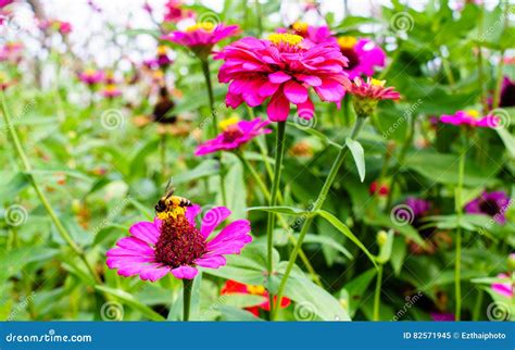 As Flores Cor De Rosa Bonitas Do Zinnia Fecham Se Acima Abelha