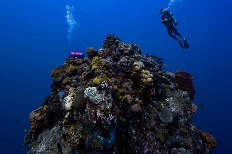 Dive the Sea Saba Difference | Scuba Diving