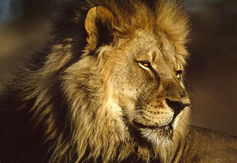 Lion HD Wallpapers African Lions Pictures - HD Animal Wallpapers