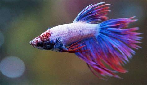 Fish Diseases – Fin Rot Betta Treatment - hygger