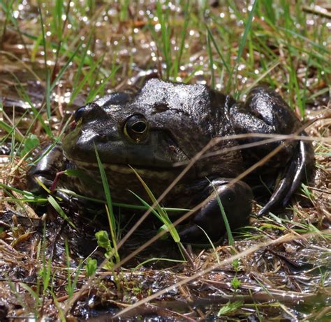 Erik Anderson On Linkedin These American Bullfrogs Are Considered An Invasive Problematic