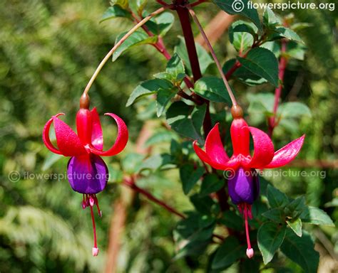 Fuchsia Mrs Popple Fuchsia Hybrida